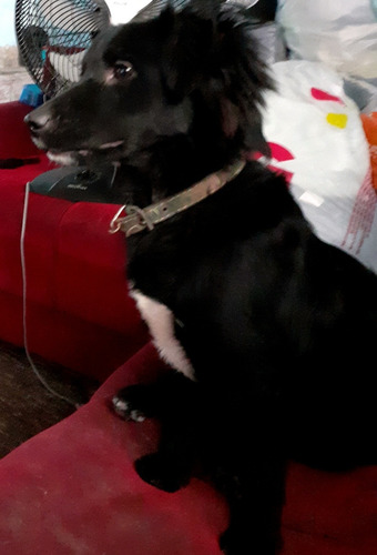 Imagem 2 de 2 de Estou Doando Esse Lindo Cachorro, Ele E Filho De Poodle,