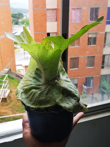 Imagen 6 de 8 de Platicero De Colección - Platycerium Superbum Gigante