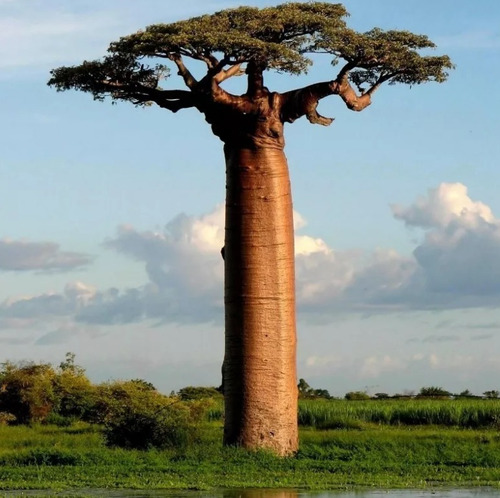 50 Semillas De Baobab