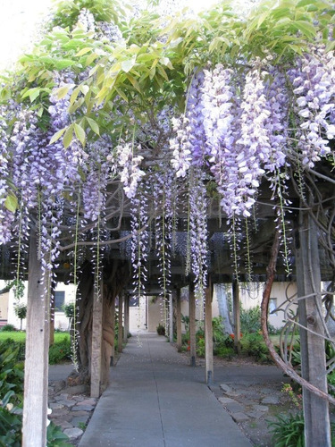Imagem 3 de 3 de Mudas De Wisteria Azul - Glicínea - Flores Em Cachos Azuis !