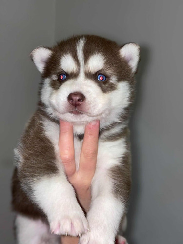 Cachorros Husky Siberiano Con Pedigree