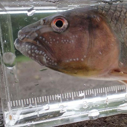 Caixa De Visualização De Peixes, Tanque Fotográfico De L