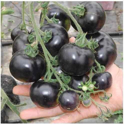 Semilla Tomate Negro Indigo Rose Semillas Raras 20 Unidades