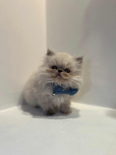 Gatito Persa