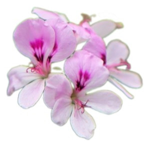 Citronela, Belgata, Citronella, Geranio Limón E4