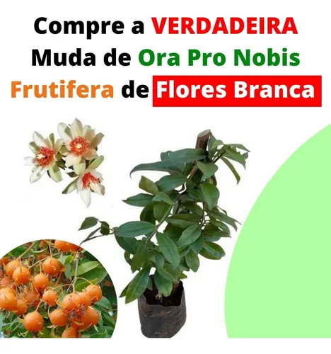 My Image 33