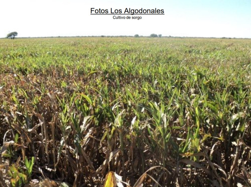 Imagen 10 de 11 de Vendo 30000 Hectáreas En Santa Fe