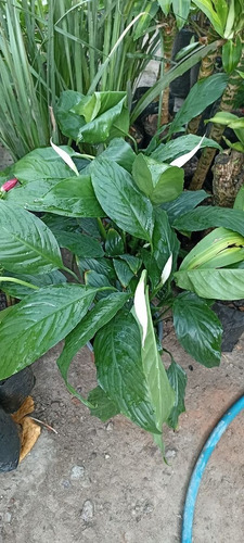 Planta Cuna De Moisés (Usado)