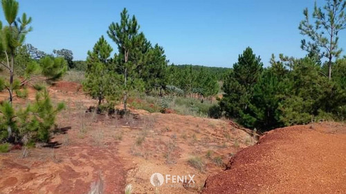 Tf731 - Terreno En Venta Z/ Candelaria