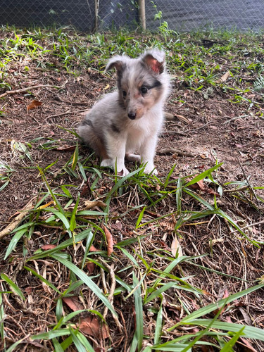 Cachorro Pastor Shetland Merle Animal Pets Colombia Bogota