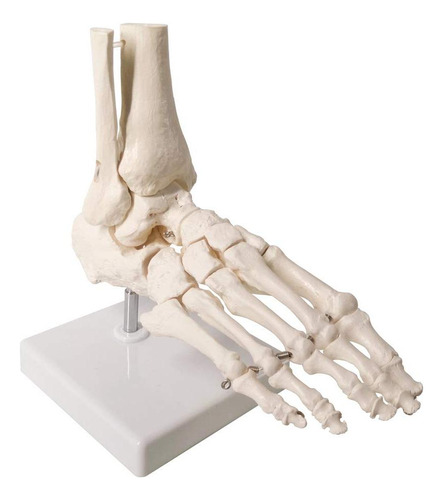Modelo De Pie Humano Articulado Evotech 23x15.7 Cm