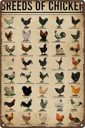 Razas De Pollos De Estaño Arte De Pollos, Conocimiento De Po