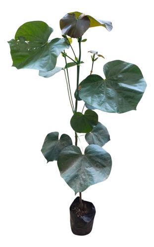 Planta Arbol De Arandanos