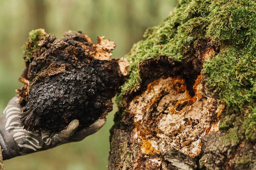 Mico Corazón | Hongo Chaga: Antiinflamatorio