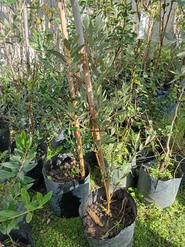Olivo 100 Cm - Árbol/arbusto - 1 Planta - E.gratis