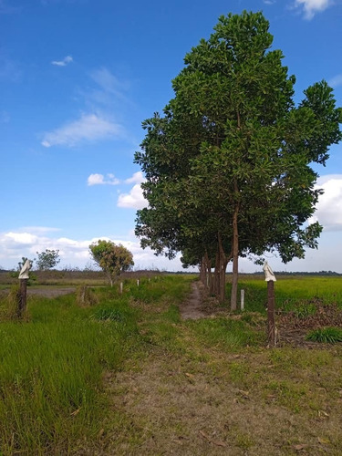 Imagen 14 de 15 de Se Vende Finca Via Al Sur Ve02-1303vs-dfer
