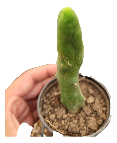 Trichocereus Bridgesii Monstruoso. Cactus Pennis. Único 