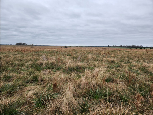 Paysandú, Campo Agrícola 160 Há, Con Casco, Excelente Índice