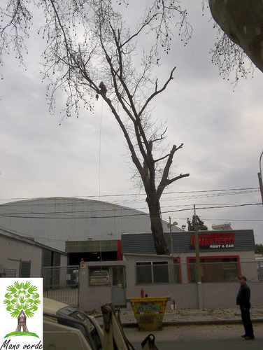 Imagen 5 de 6 de Poda Y Tala De Arboles.. Empresa Reglamentada