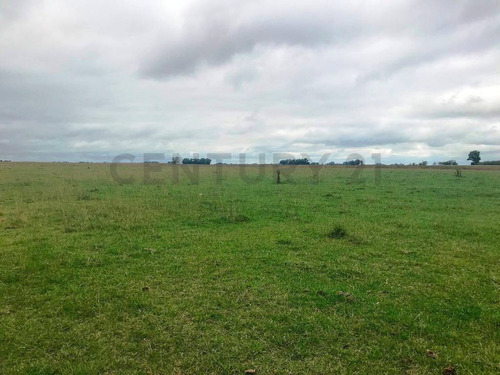 Imagen 7 de 19 de Campo Agricola Ganadero En Las Flores, Sobre Ruta 3, Con Casa.