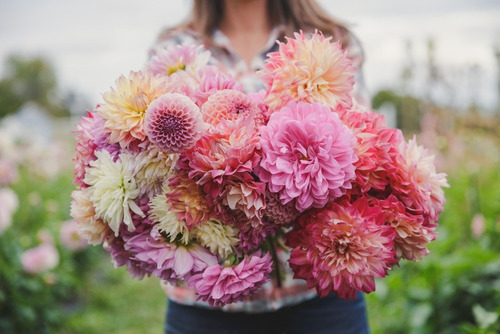 Bulbos Dahlias Gigantes 25 Cm De Flor X 1 Bulbos-semillas
