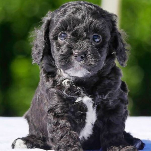 Cachorro Maltipoo Hembra Pelo Negro Piel Azul, Manizales