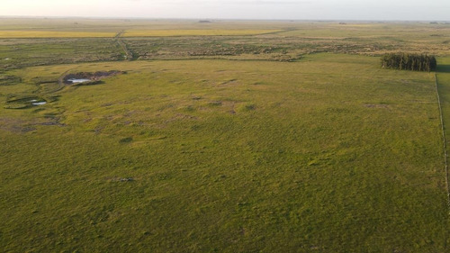Campo En Venta En Rocha, Agrícola Ganadero