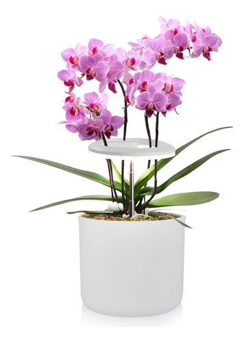 Luces Led De Cultivo De Plantas Para Orquídeas De 10 W, Luz 