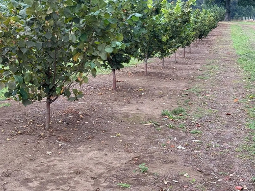 Agrícola En Venta En Gorbea