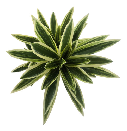 Planta Artificial Dracena Grande En Macetero Plastico Blanco