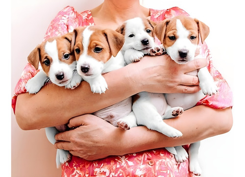 Jack Russell Cachorros Hermosos!!!