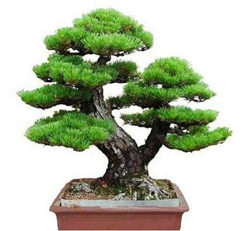 Pinheiro Negro Japonês Sementes P/ Mudas Bonsai Frete Rápido