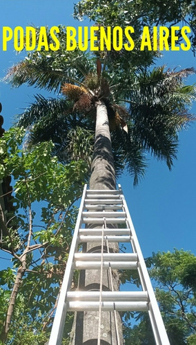 Imagen 2 de 5 de Poda De Arboles Servicio Poda Tala Extracción Y Desmonte