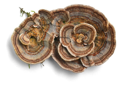 Hongo Adaptógeno Turkey Tail Cola De Pavo 80g Commons