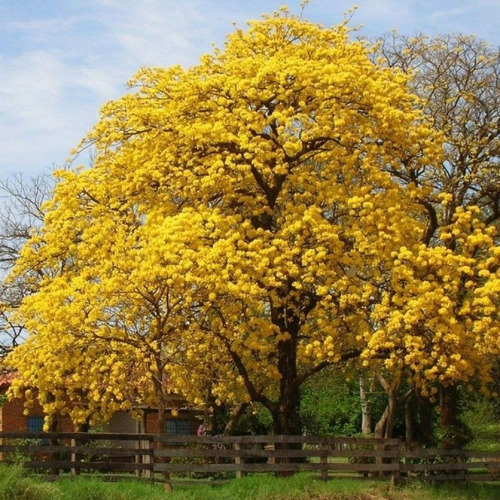 Guayacan Amarillo ( Planta ) Tabebuia Chrysantha 1 M B (Usado)