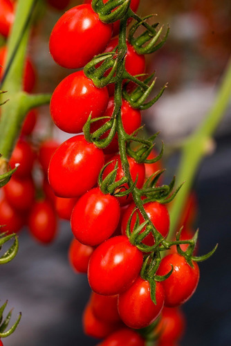 Semillas Tomate Cherry Perita  Bella Huerta Epoca De Simbra