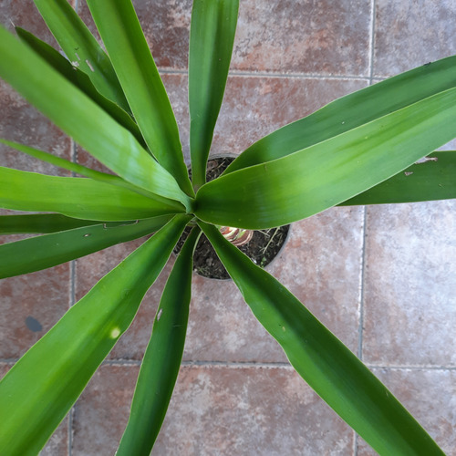 Yucca Planta Exterior Interior Con Sol Facil Cuidado Quilmes