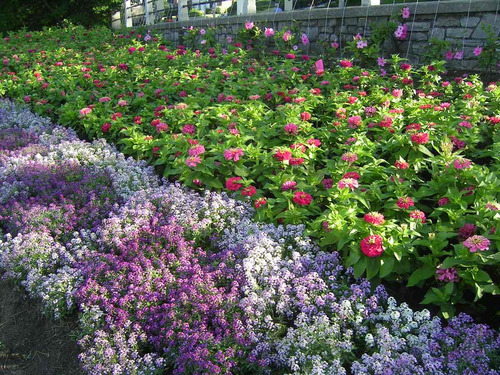 Alyssum Violeta Flor De Mel - Sementes Flor Para Mudas | Parcelamento sem  juros