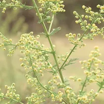 Comprar Yegaol Semillas De Ajenjo Dulce Artemisia Annua Fragancia Sw