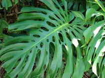 Comprar Monstera Verde De 40 Cm De Alto - 3 Unidades