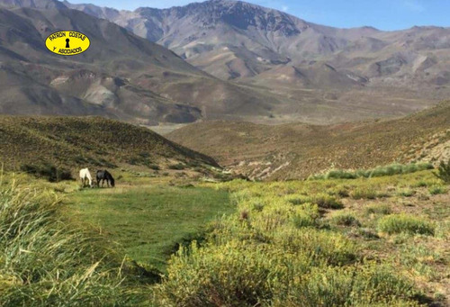 2435ml-fraccion 53 Ha Los Molles - Malargue_mendoza