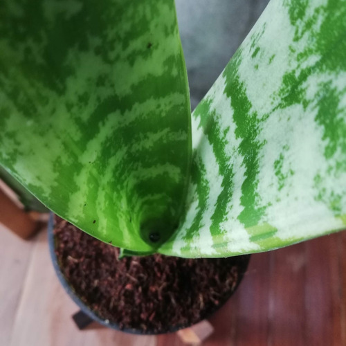 Imagen 2 de 10 de Lengua De Suegra Little Plant 24 Con Soporte