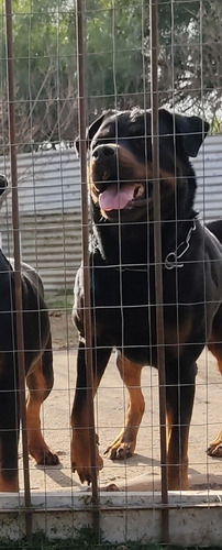Imagen 7 de 9 de Cachorros Rottweiler Con Pedigree Kcu