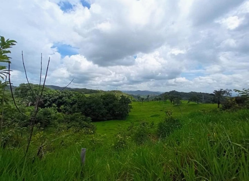 Imagen 8 de 30 de Vendo Finca En Tocuyito Vía Cachinche ( Dt )