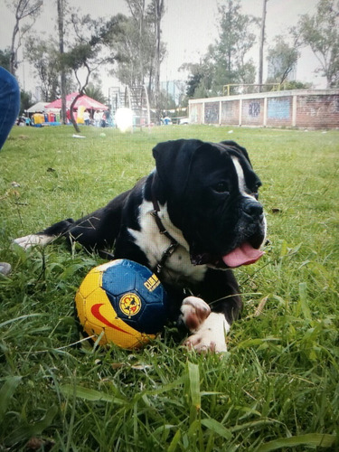 Hermosos Cachorros Boxer Negros,atigrados Y Blancos