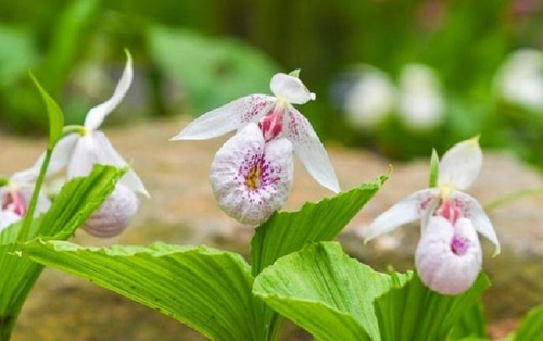 50 Semillas De Flor De Zapatito Blanco + Instructivo 