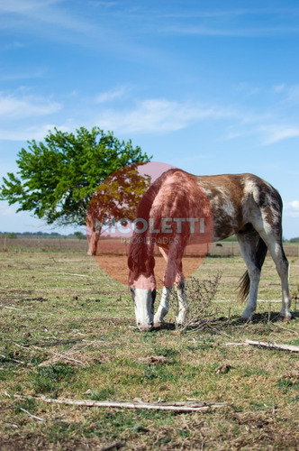 Imagen 11 de 21 de Campo - Chacra De 13,7 Has | Gowland | Mercedes