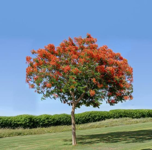 Acacia Semperflorens