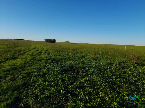 Campos En Itapebi Salto, 388 Has Campo Agrícola-ganadero Bueno En Serio !