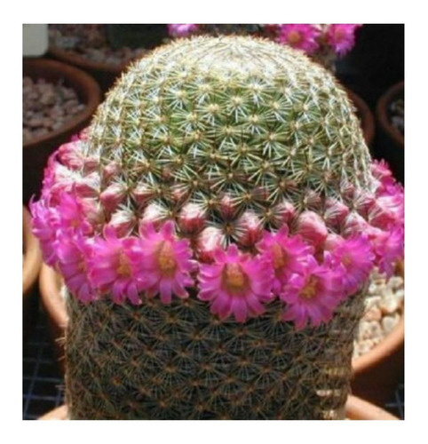 Semillas De Cactus Mammillaria Matudae Coleccion Raro Exotic